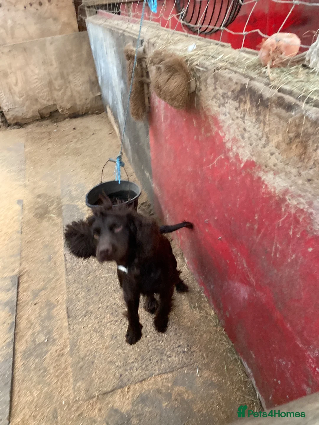 Cocker Spaniel dogs for sale: cocker spaniel puppies  - Advert 1