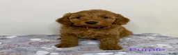 Cockapoo dogs for sale: Stunning Deep Red Cockapoo Puppies - Advert 5