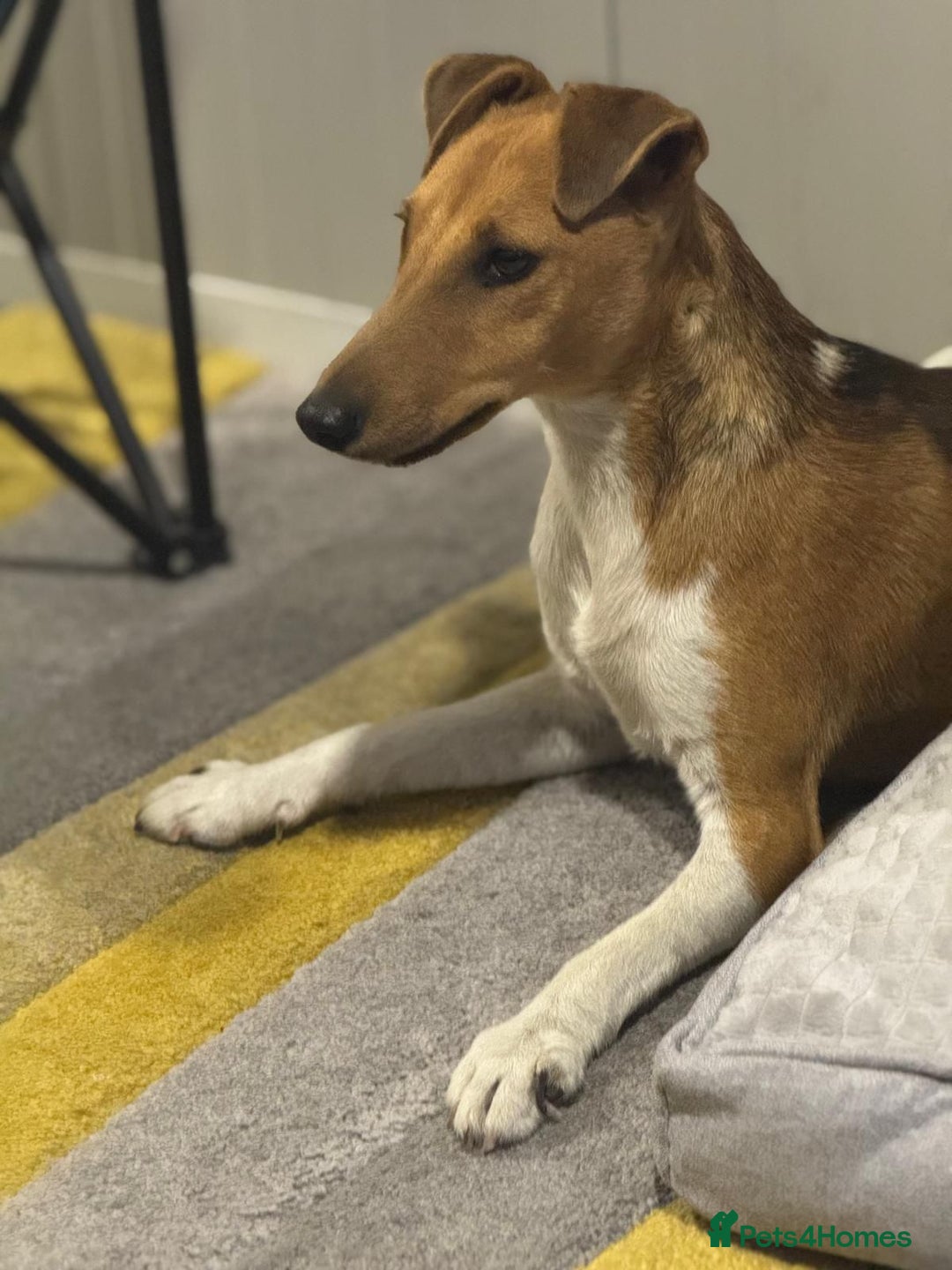 Fox Terrier dogs for adoption: Beautiful Rusty needs a home - Image 8