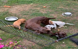 Mixed Breed dogs for sale: Sprocker spaniels - Image 5