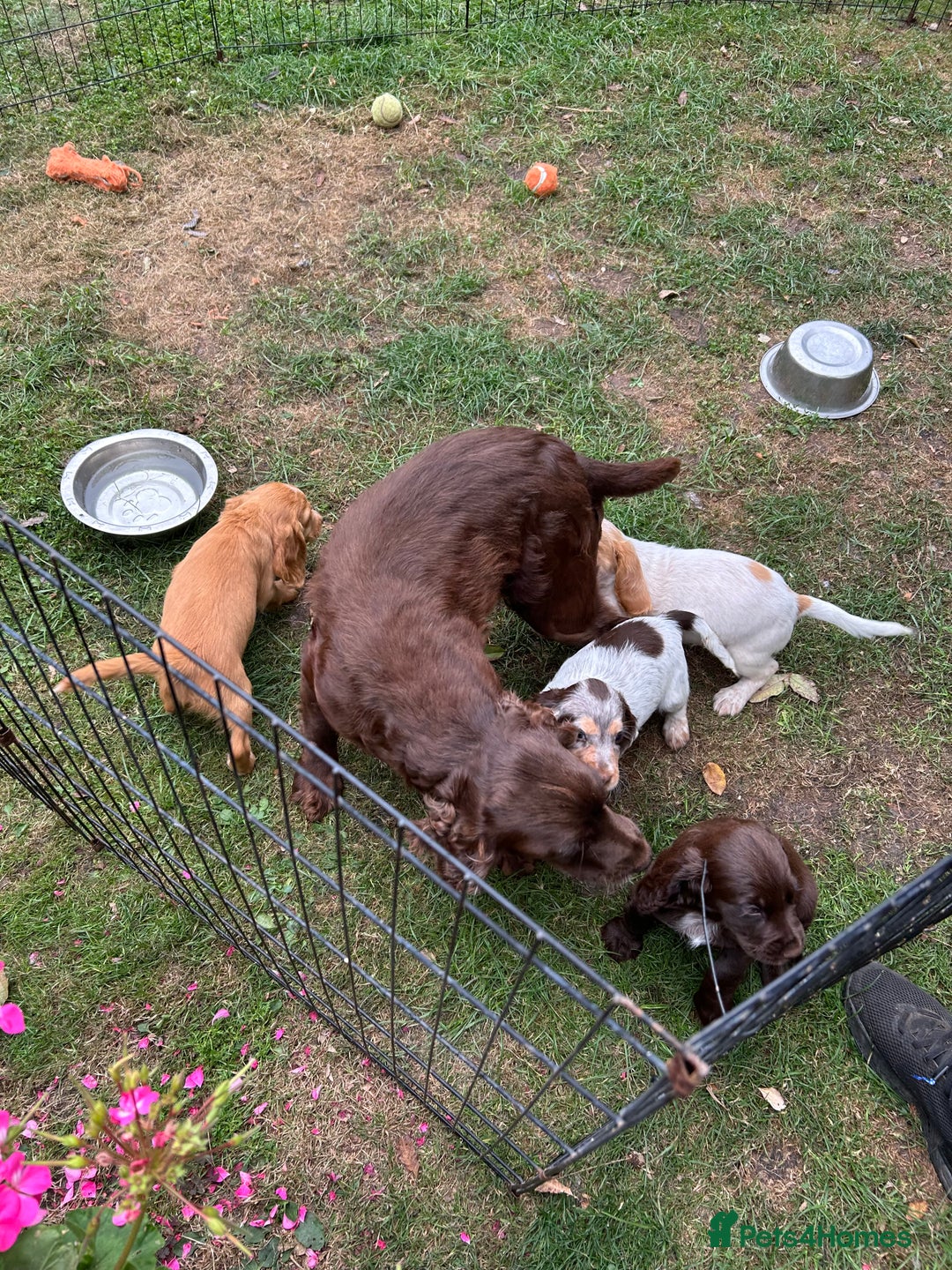 Mixed Breed dogs for sale: Sprocker spaniels - Image 5