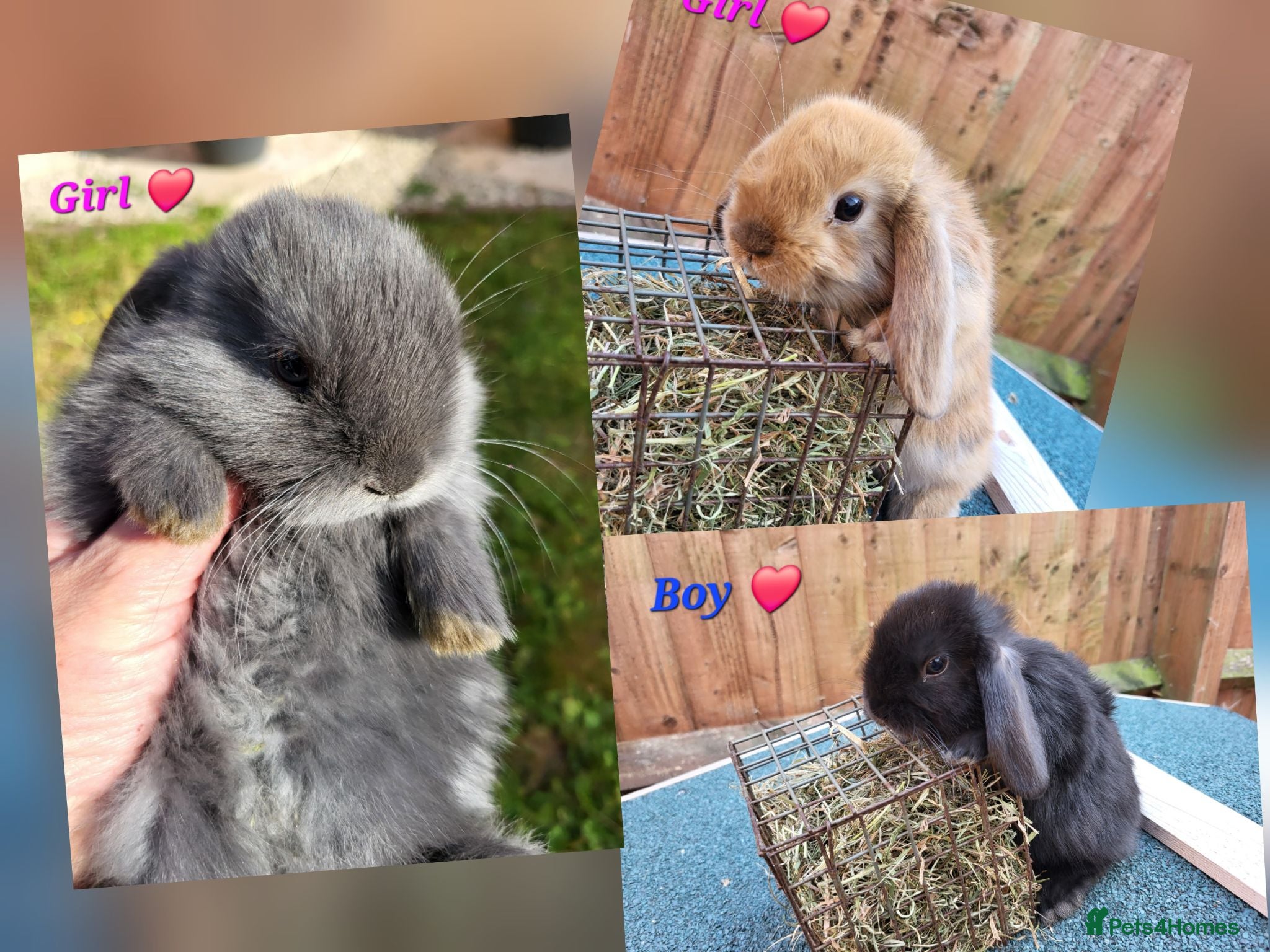 Mini Lop rabbits 7x Beautiful Mini lops - Advert 6
