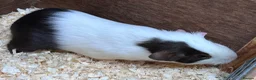Guinea Pig rodents for sale: A pair of sisters - Dutch golden agouti - Advert 4
