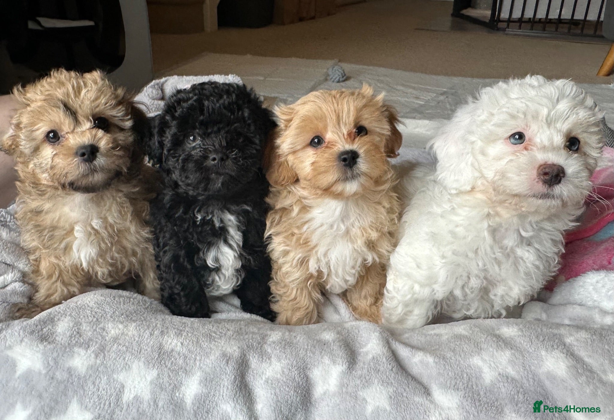 Mixed Breed dogs Ready Now - Beautiful Shihpoochon Puppies - Advert 1