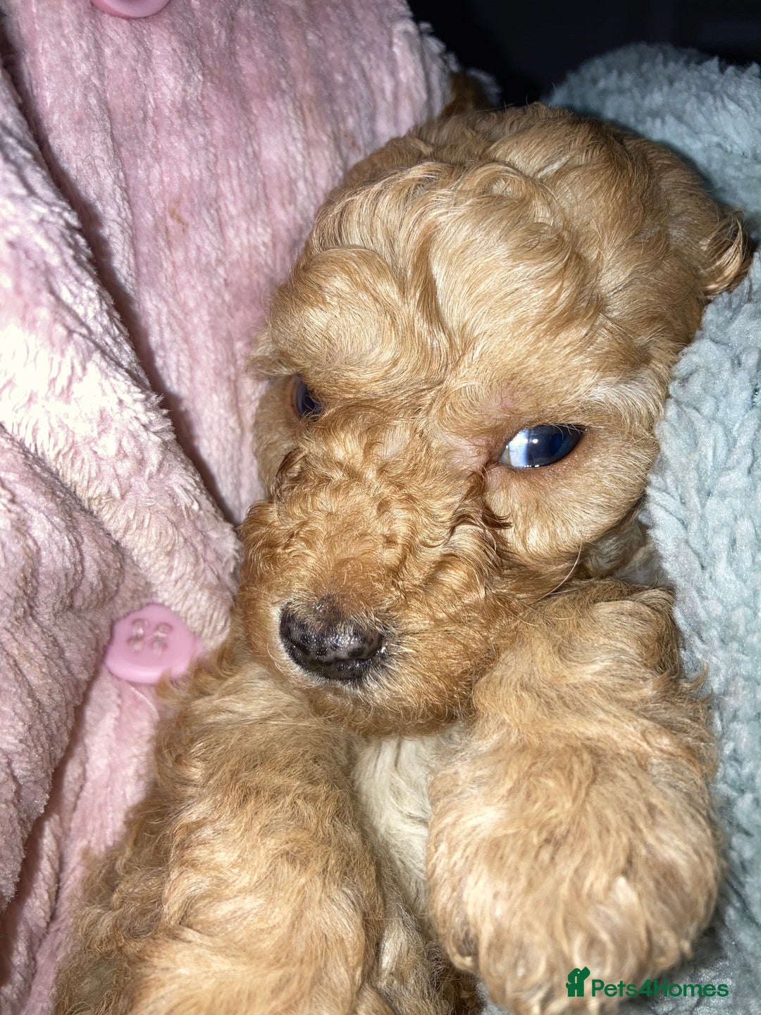 Cavapoo dogs for sale: 4 gorgeous boy cavapoos🐾 - Image 11