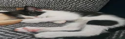 Mixed Breed cats for sale: 3 Female black/white cats - Advert 3