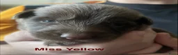 German Shepherd dogs for sale: Straight-Back German Shepherd Puppies  - Advert 8