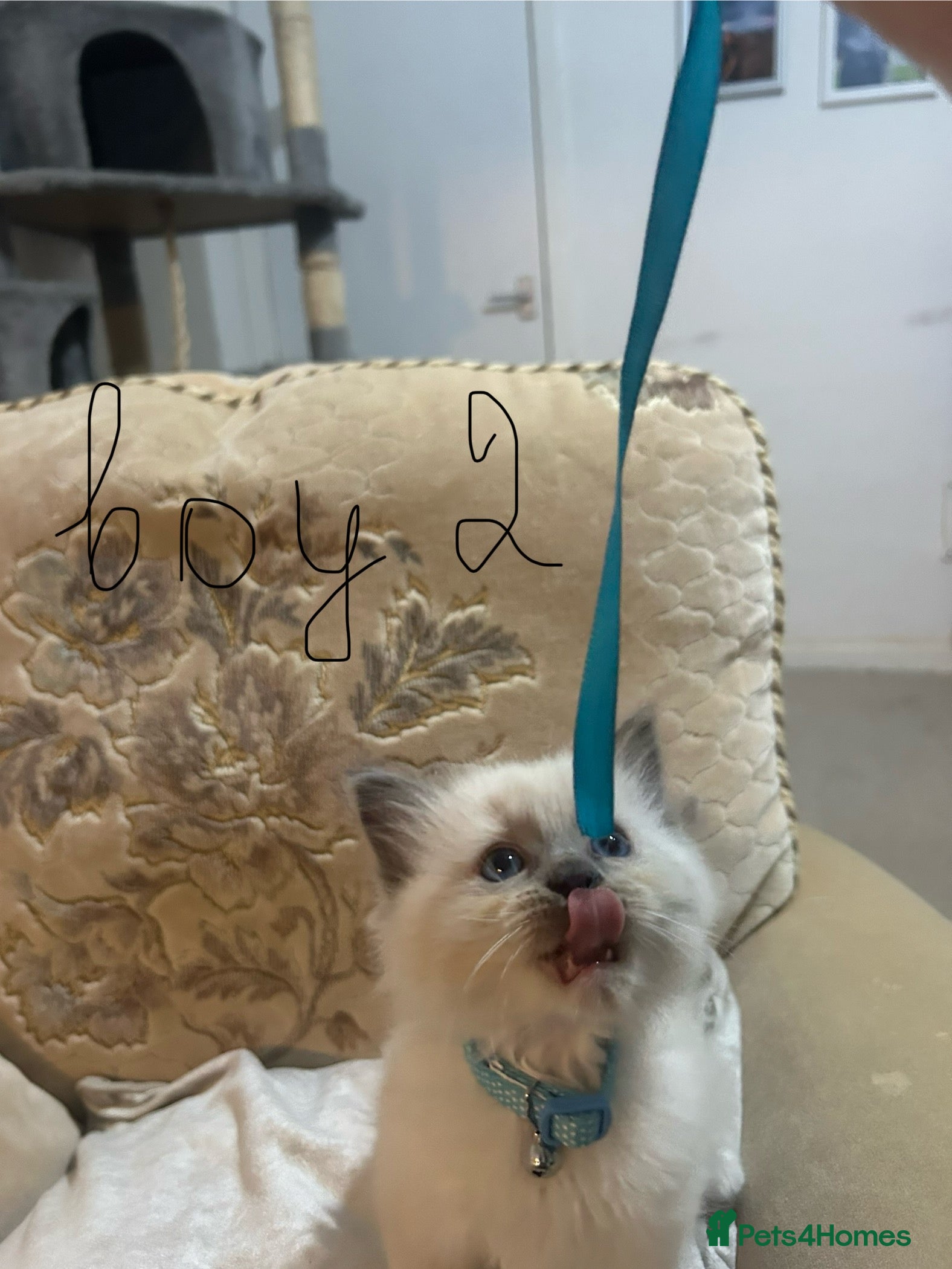 Ragdoll cats A real ragdoll - Advert 8