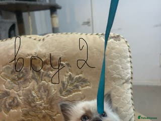 Ragdoll cats A real ragdoll - Advert 13