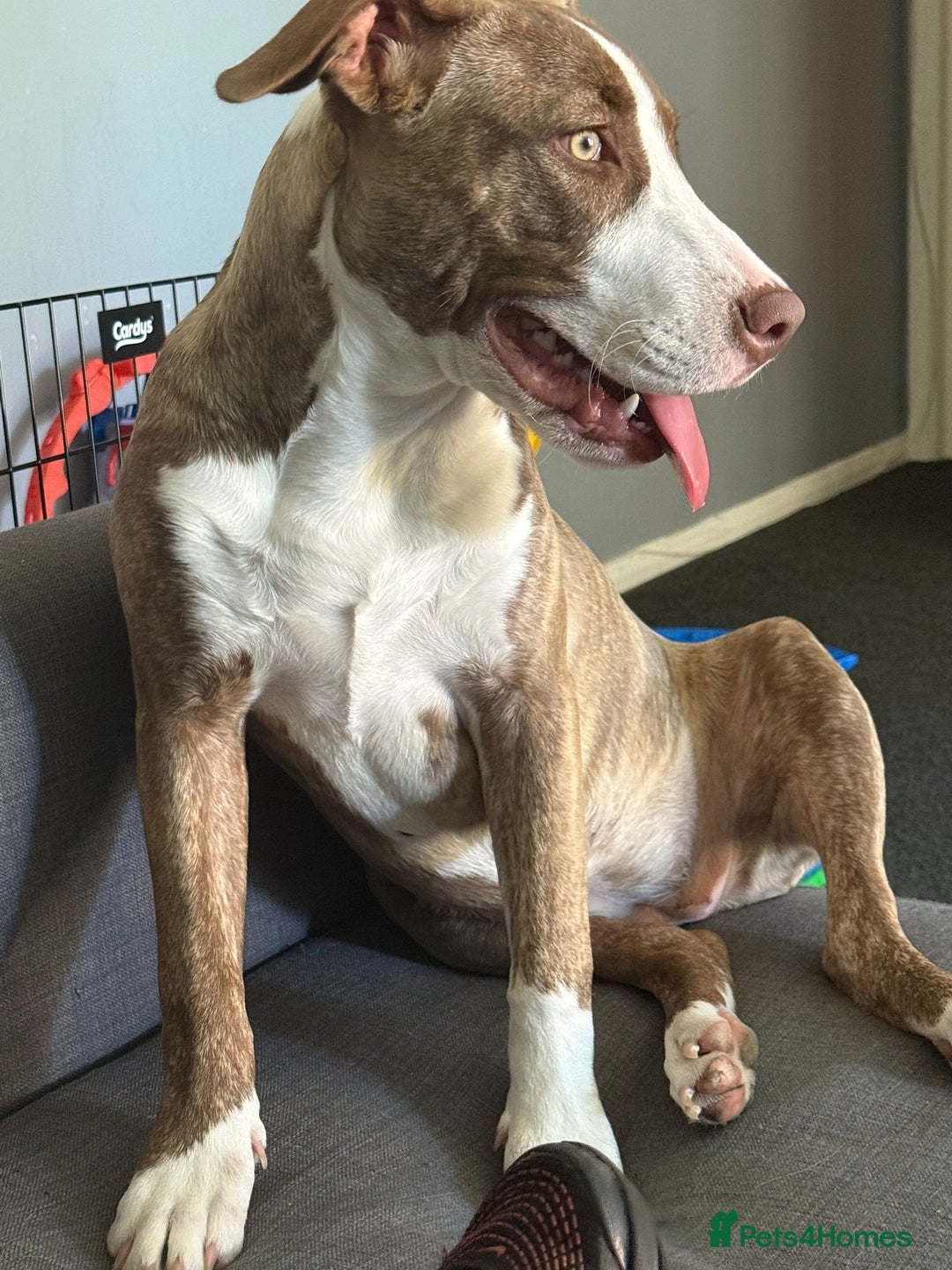 Mixed Breed dogs for sale: 9 months old english bull terrier cross cane corso - Image 2