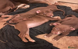 Mixed Breed dogs for sale: Mixed breed pups  - Image 2