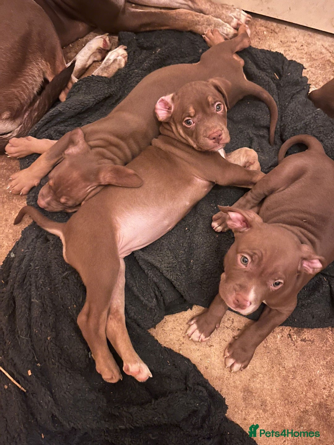 Mixed Breed dogs for sale: Mixed breed pups  - Image 2