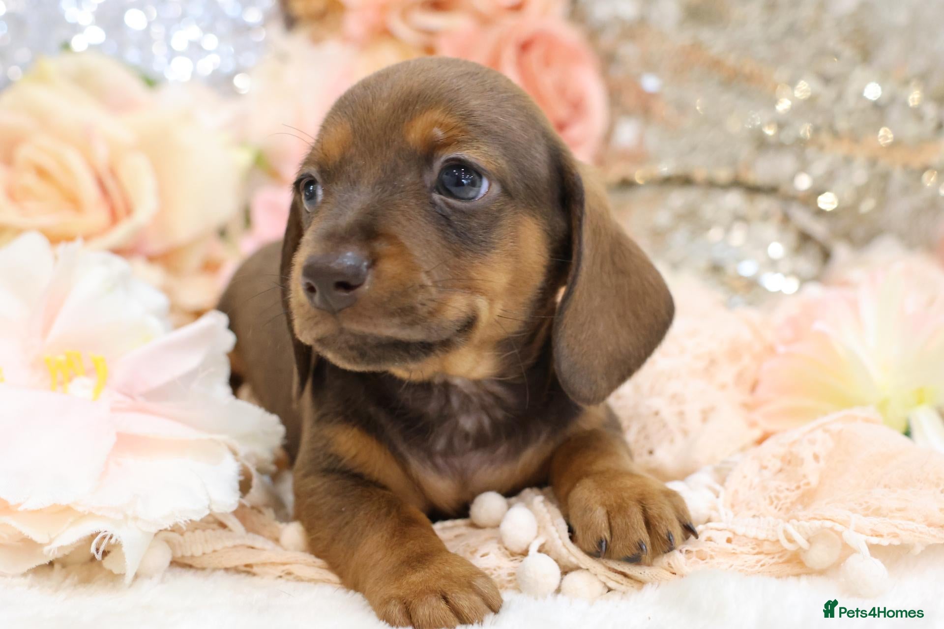 Miniature Dachshund dogs for sale: KC Miniature Dachshund Puppies - Advert 10