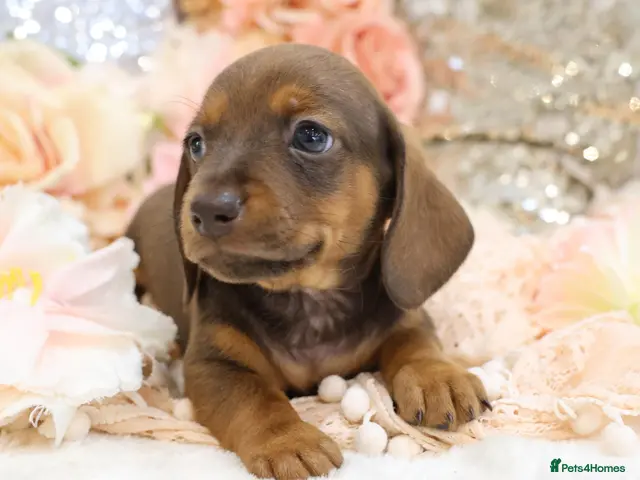 Miniature Dachshund dogs for sale: KC Miniature Dachshund Puppies - Advert 10