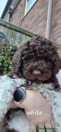 Lagotto Romagnolo dogs - Advert 1