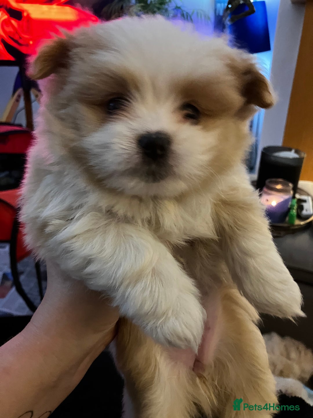Mixed Breed dogs for sale: Malti-Pom Puppies - £1200 - Advert 9