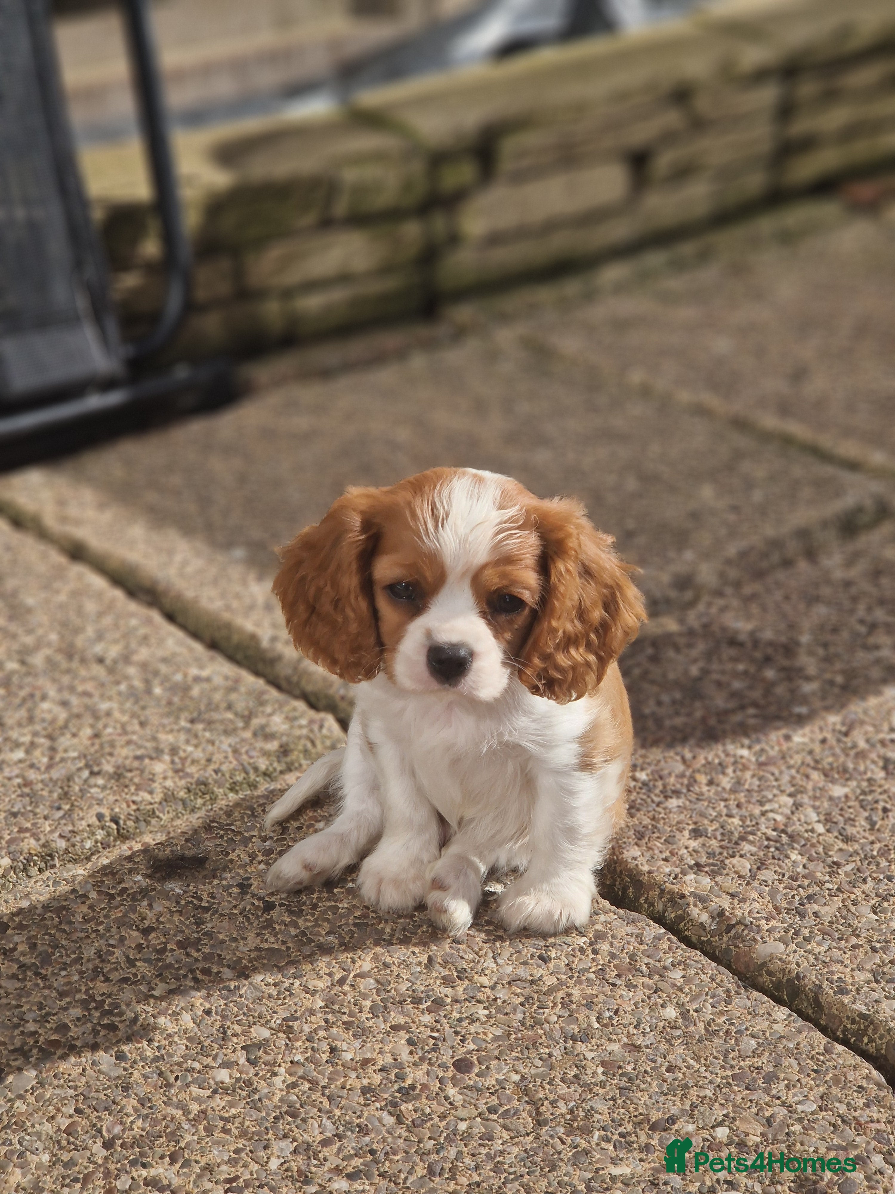 Cavalier King Charles Spaniel dogs Cavalier King Charlies - Advert 6