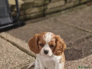 Cavalier King Charles Spaniel dogs Cavalier King Charlies - Advert 5