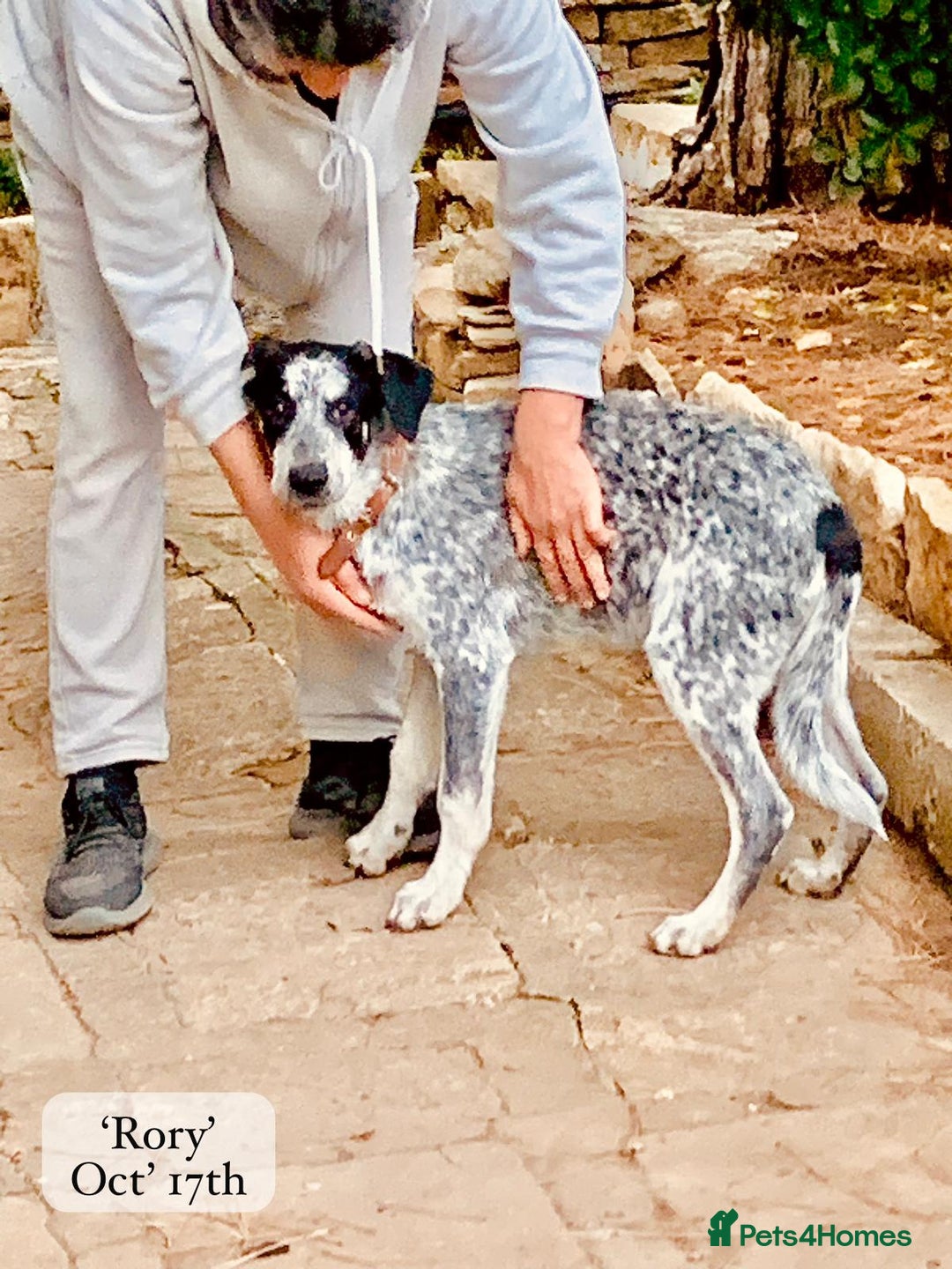 Mixed Breed dogs for adoption: Rory, 6-7 months approx. Available for adoption. - Advert 4