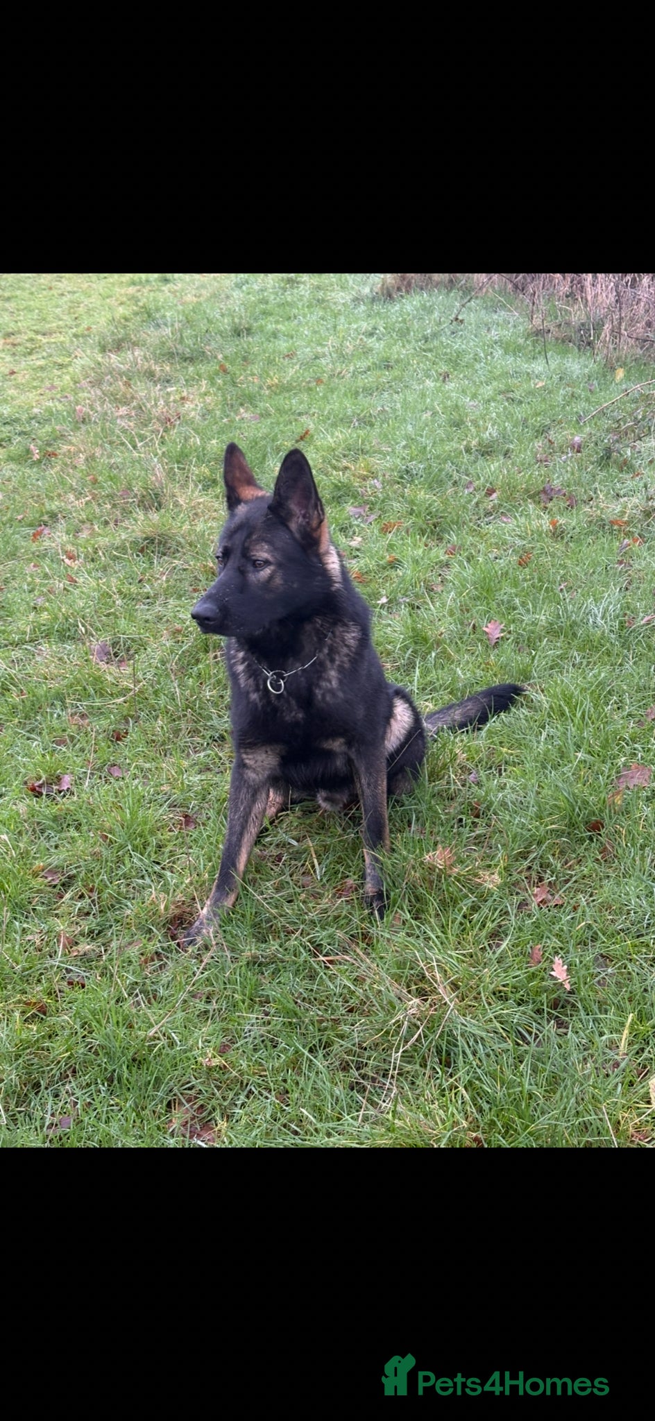 German Shepherd dogs KC REG Czech import  - Advert 2