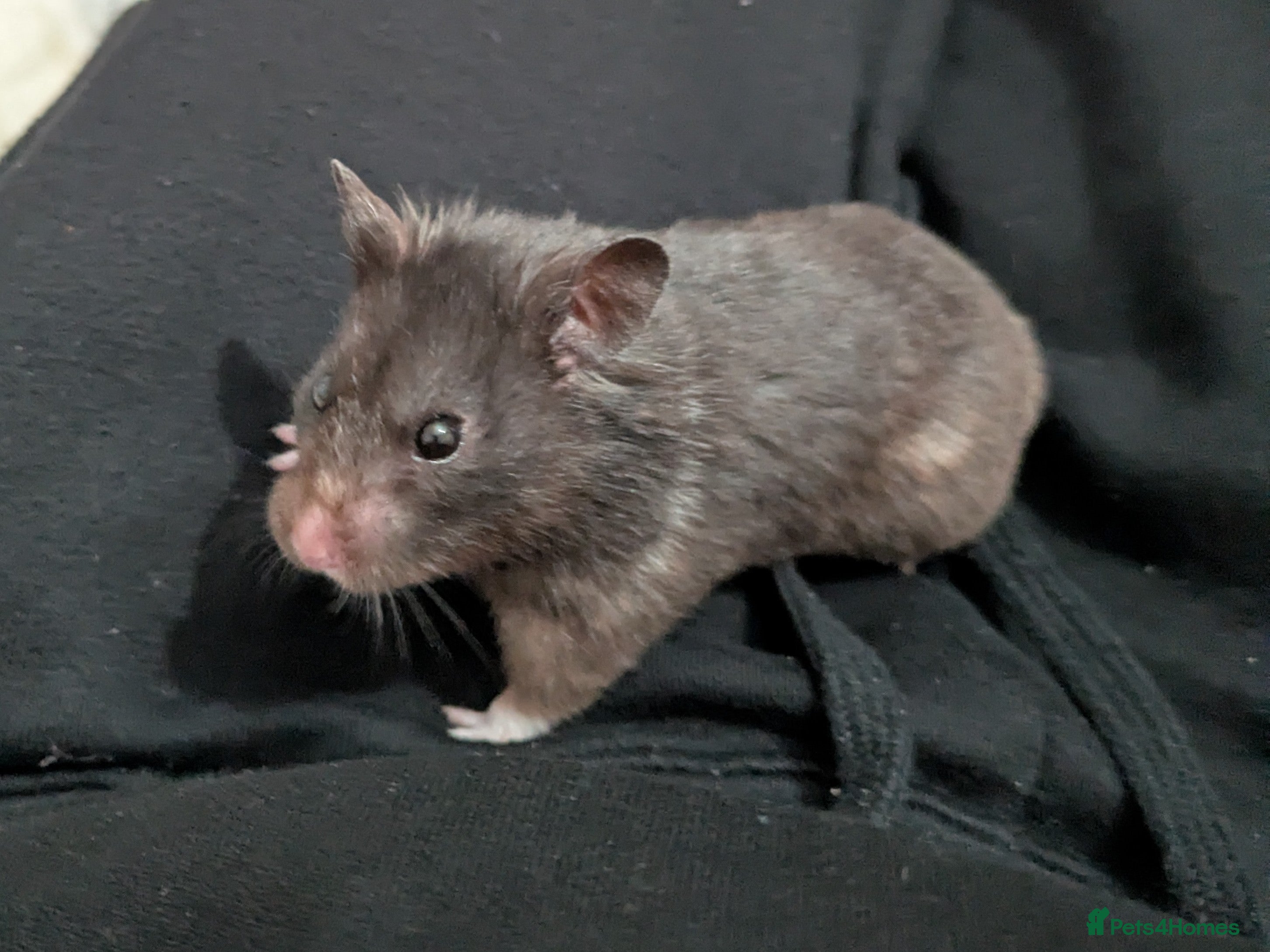 Hamster rodents Sweet Male Syrian Hamster - Advert 1