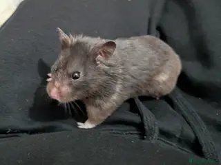 Hamster rodents Sweet Male Syrian Hamster - Advert 1