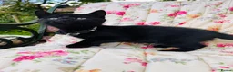 Mixed Breed cats for sale: *READY NOW* 5 Beautiful, Confident Kittens - Advert 6