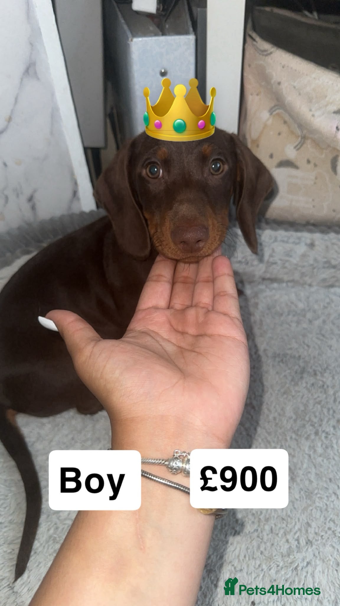 Dachshund dogs Puppies  - Advert 1