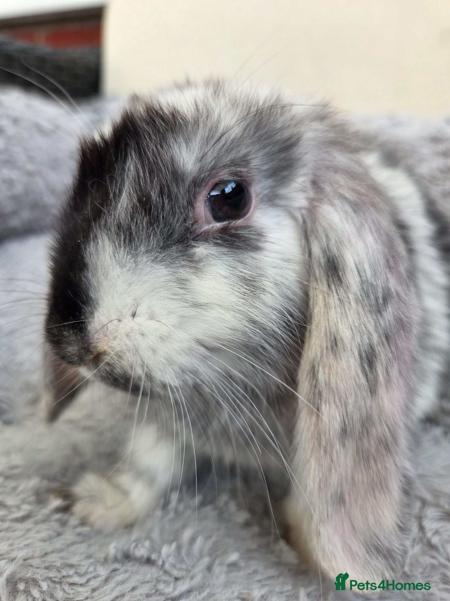 Mini Lop rabbits Beautiful mini lops boys and girls avalible . - Advert 2