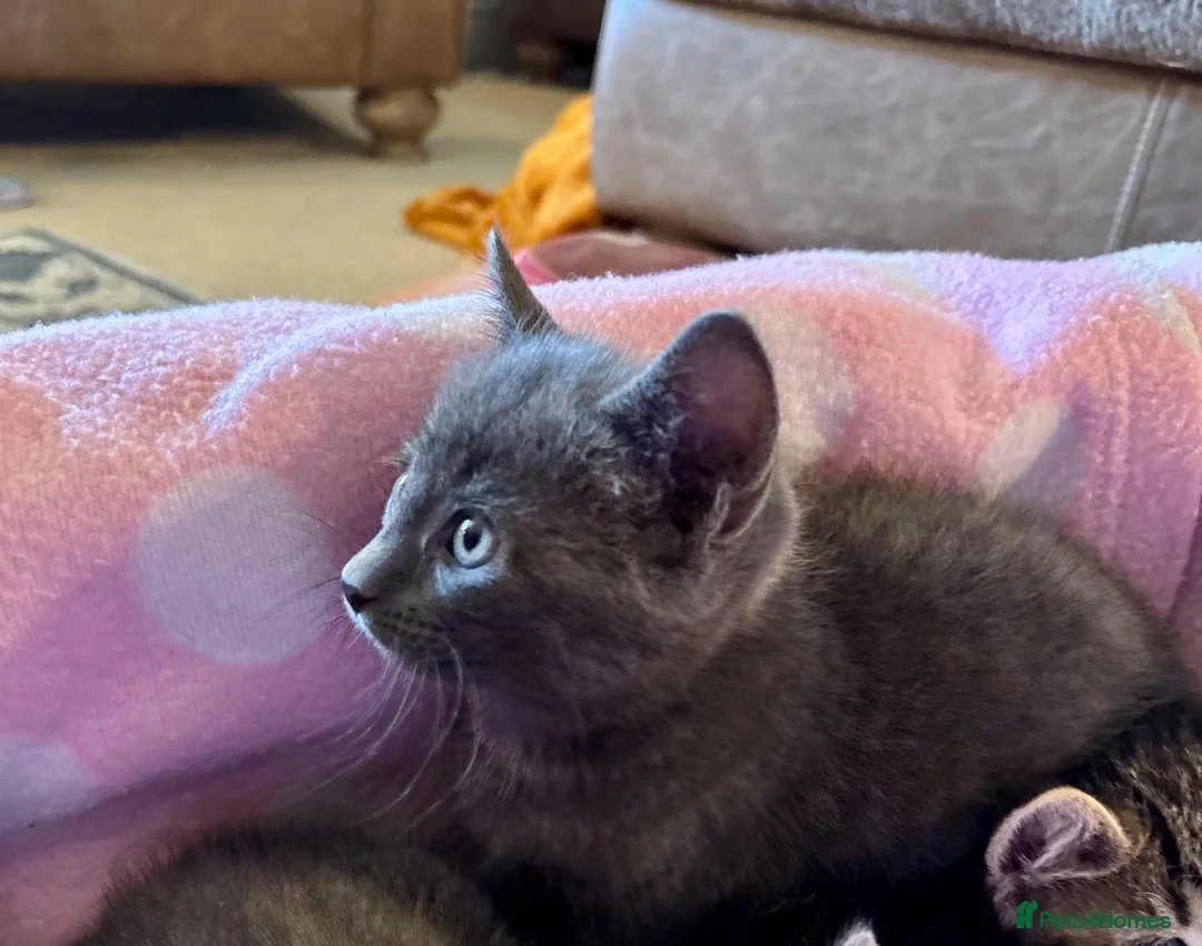 Domestic Shorthair cats for sale: Beautiful kittens for sale - Advert 2