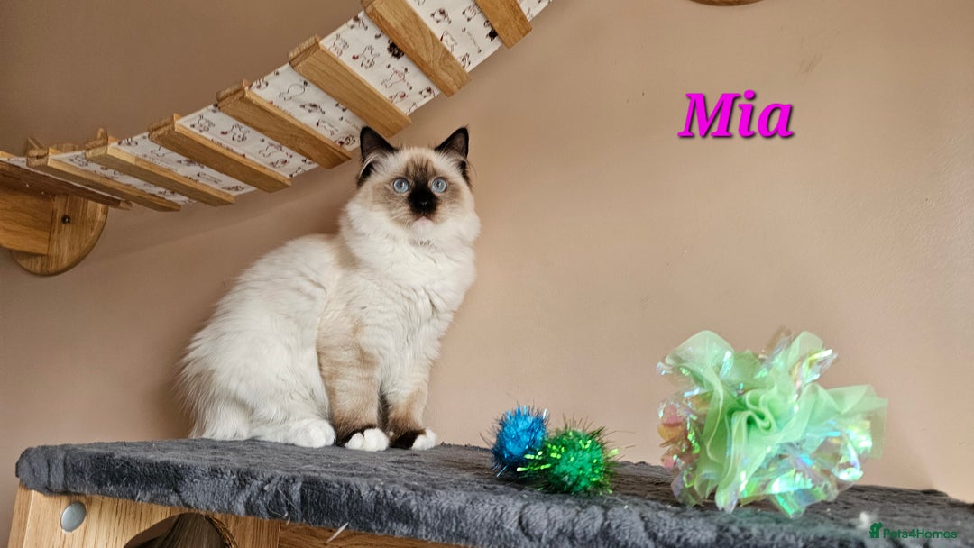 Ragdoll cats for sale: Only 2 girls left,Champion blood, TICA kittens in Nelson - Image 18