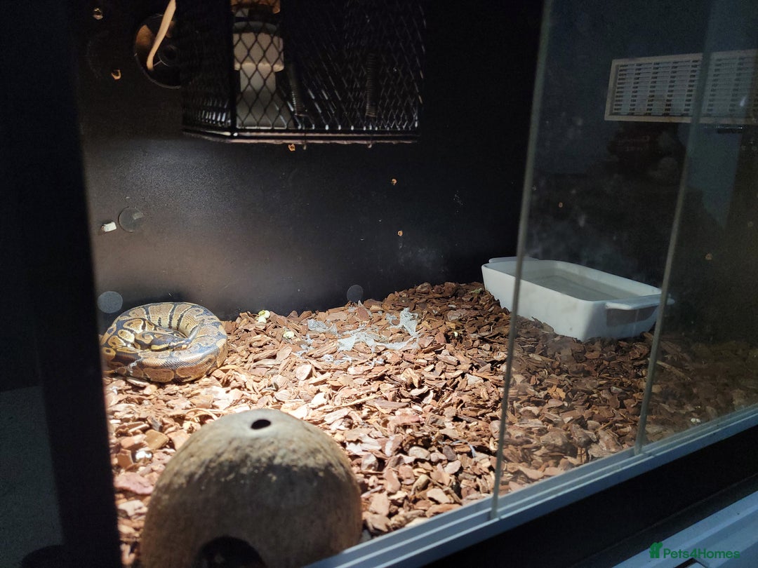 Python Snake reptiles for sale: snake for sale, £250 (including vivarium) - Image 2