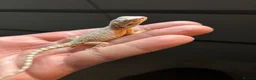 Bearded Dragon reptiles for sale: Super friendly baby bearded dragons - Advert 7