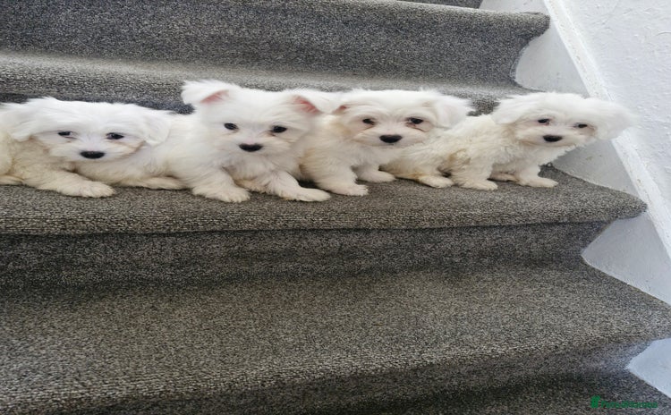 Maltese dogs - Advert 2