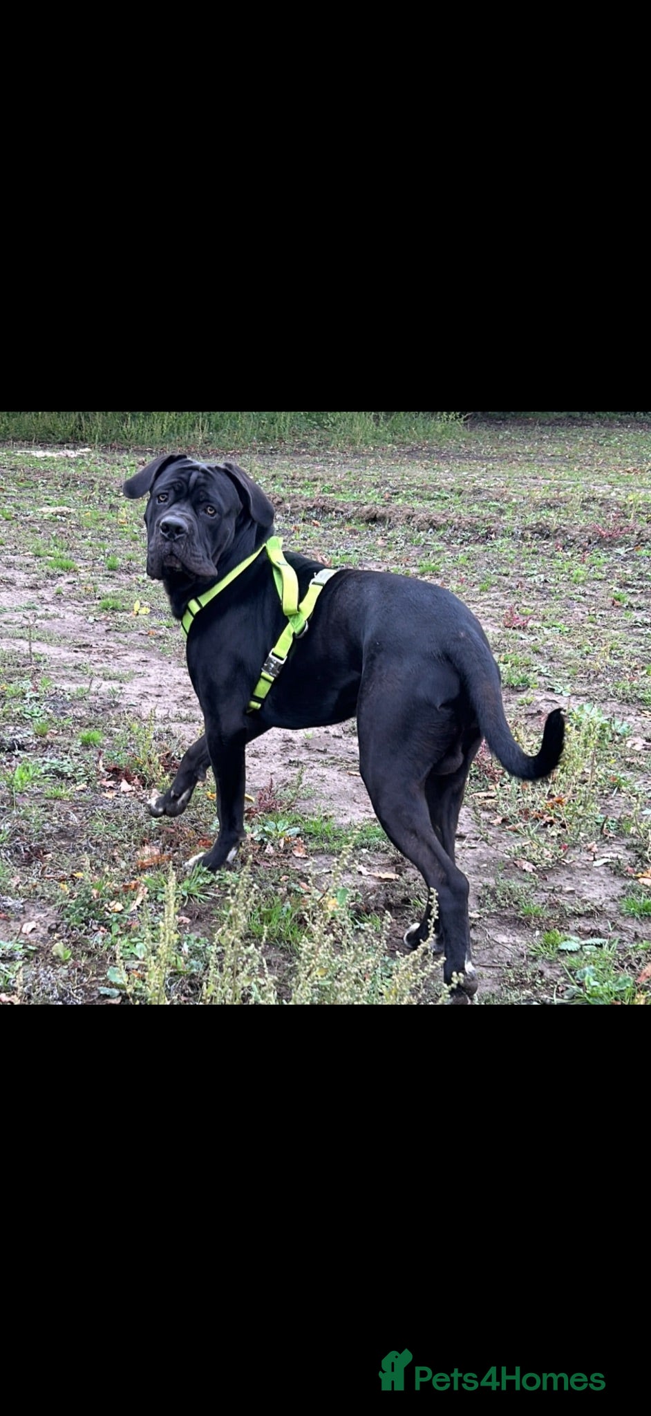 Cane Corso dogs RARE COLOUR CANE CORSOS - Advert 2