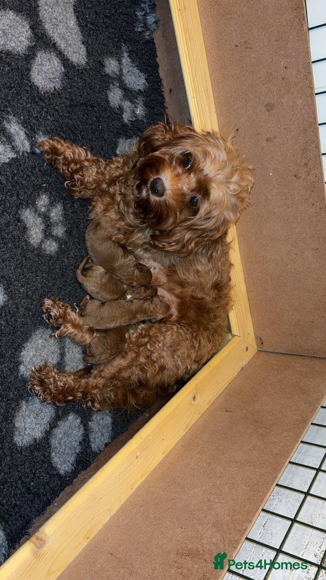 Cavapoo dogs for sale: Cavapoo F1B - Advert 8