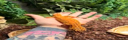 Gecko reptiles for sale: Four leopard geckos & large vivarium set up - Advert 5