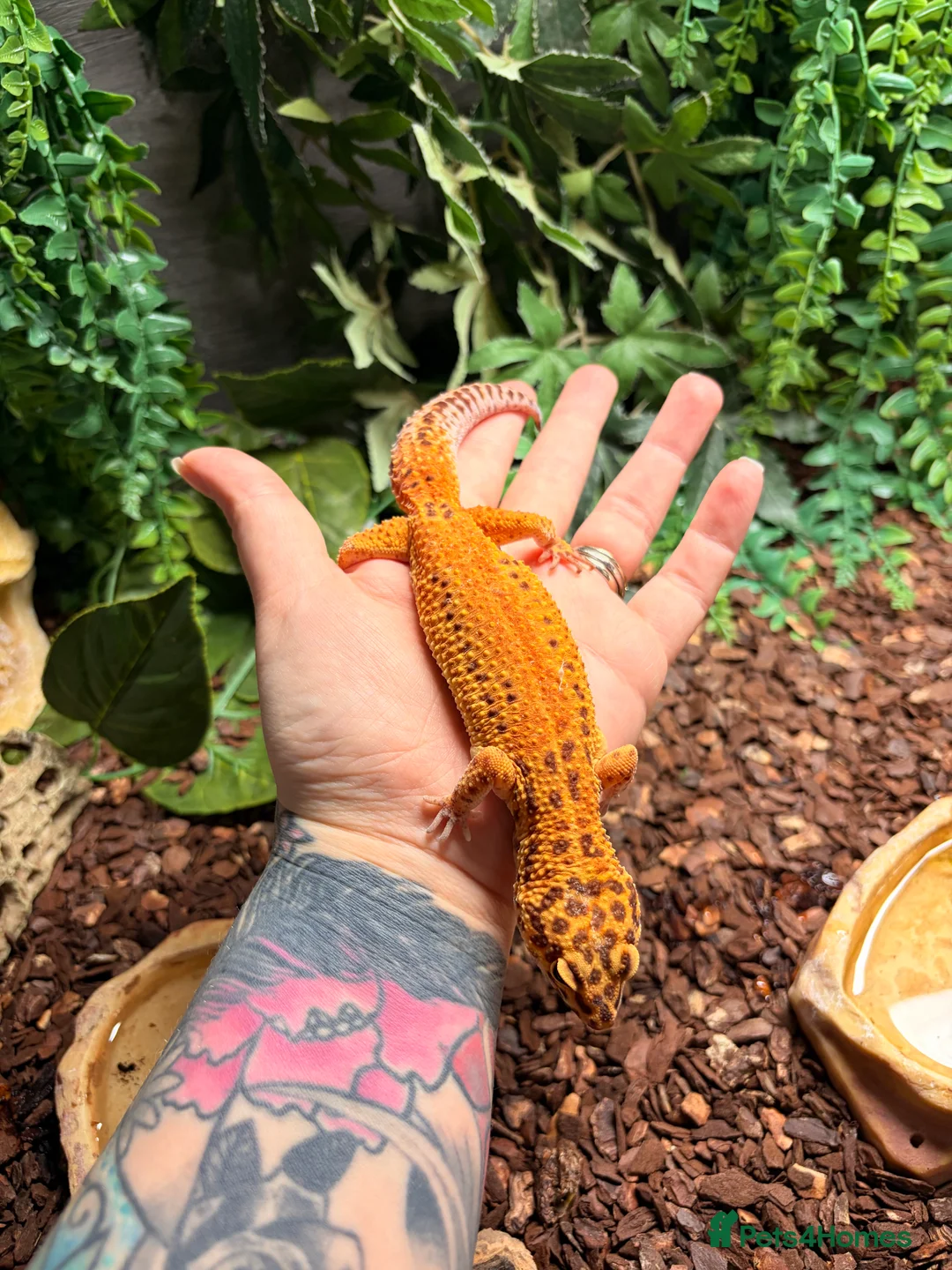 Gecko reptiles for sale: Four leopard geckos & large vivarium set up - Advert 5