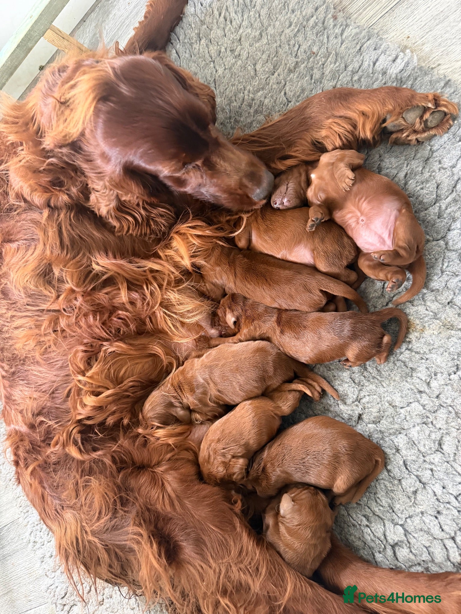 Irish Setter dogs Irish Setter puppies - Advert 17