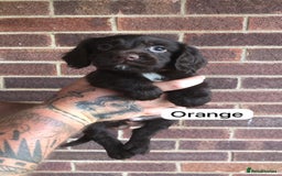 Sprocker dogs for sale: F1 Sprocker Puppies - Image 2
