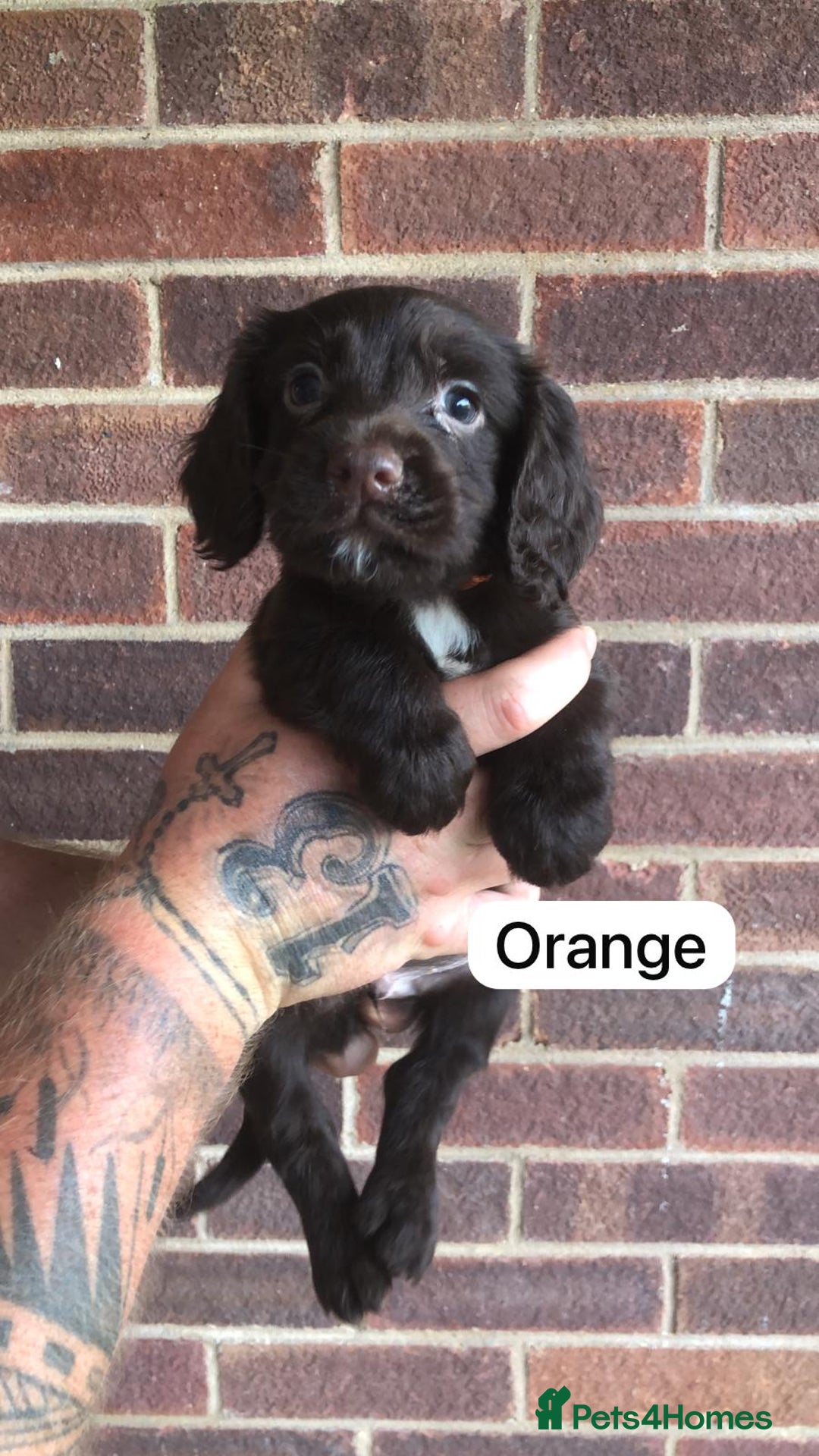 Sprocker dogs for sale: F1 Sprocker Puppies - Image 2
