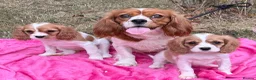 Cavalier King Charles Spaniel dogs for sale: Cavalier King Charles puppy’s Blenheim ready now  - Advert 4