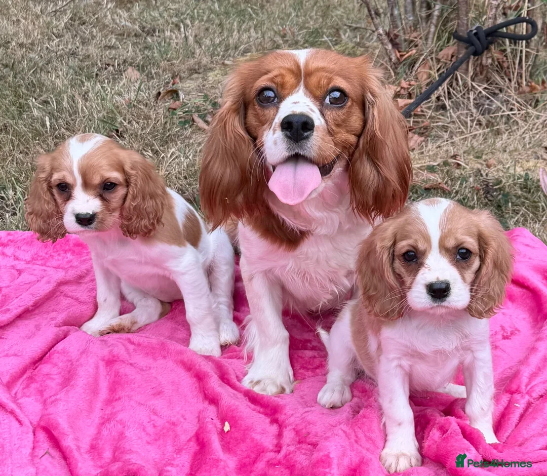 Cavalier King Charles Spaniel dogs for sale: Cavalier King Charles pup boy  ready now  - Advert 2