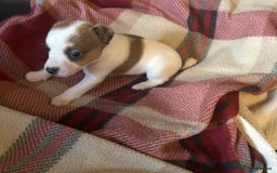 Jack Russell dogs for sale: 4 Jack Russell Puppies - Advert 5