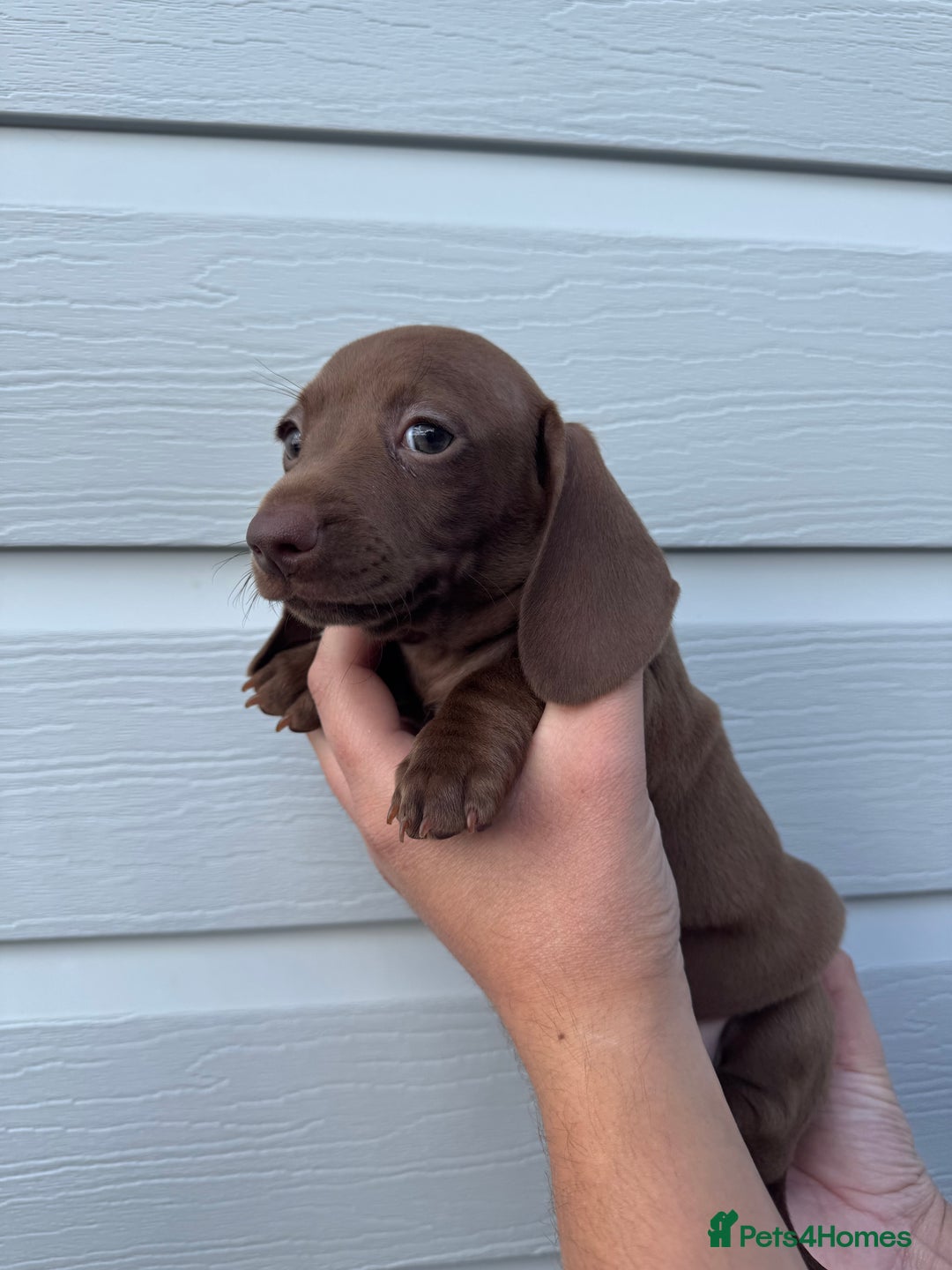 Miniature Dachshund dogs for sale: Miniature Dachsund Puppies (licensed breeder) - Image 23