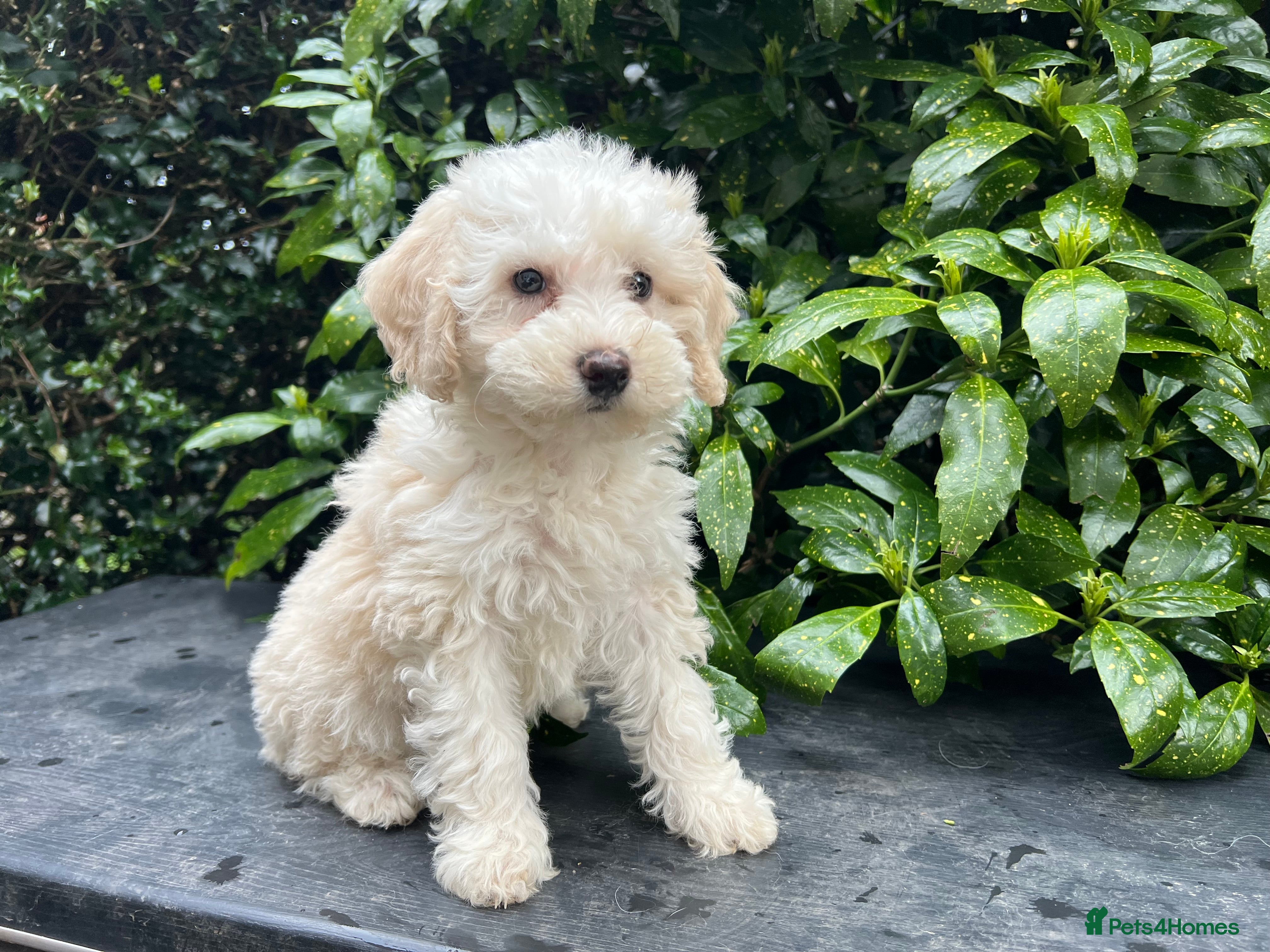 Bordoodle dogs F1b Bordoodle, extensive genetic test clear  - Advert 15