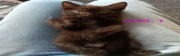 Mixed Breed cats for sale: Beautiful Ragdoll Mix kittens looking for new home - Advert 1
