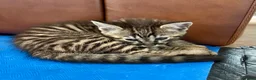 Bengal cats for sale: Beautiful bengal kittens for sale, norwich nr9 - Advert 4