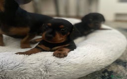 Dachshund dogs for sale: Miniature  - Image 4