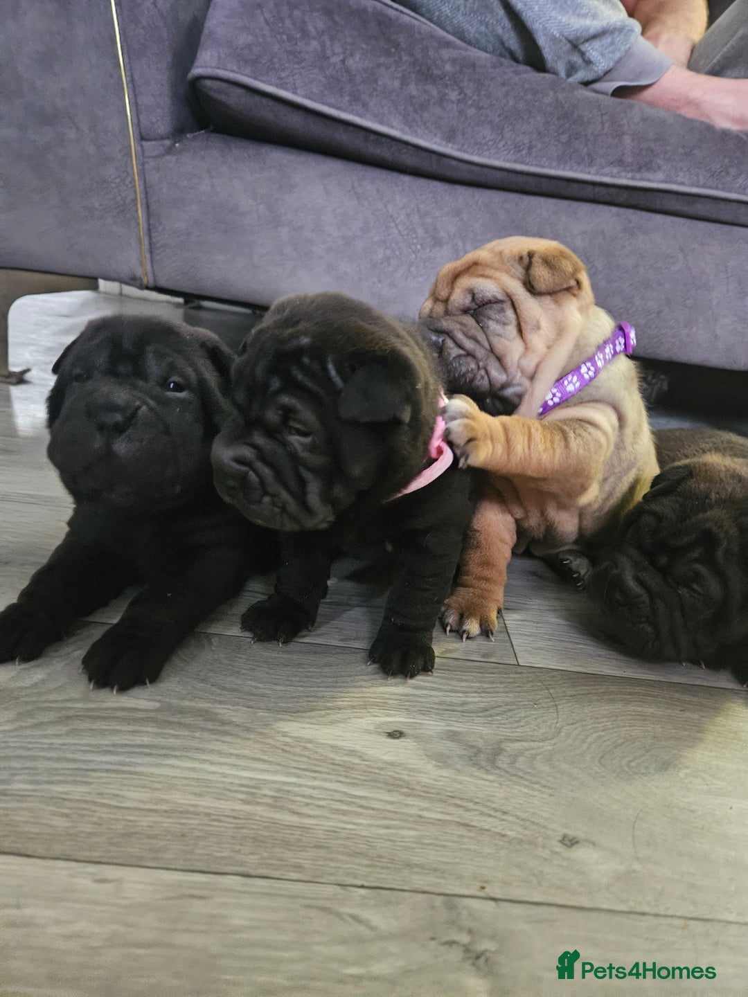 Shar Pei dogs for sale: Shar pei puppies  - Image 4